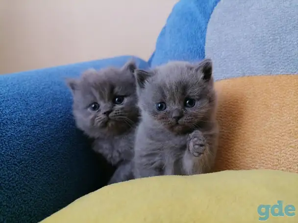 Котята, фотография 5