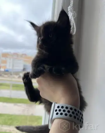 Продам котёнка мейн-кун, фотография 2