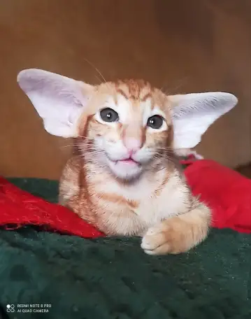 Ориентальные котята, фотография 5