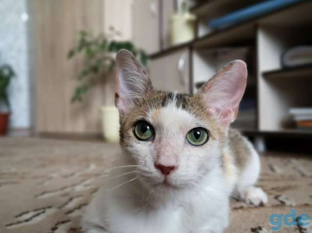 Кошка Басти, фотография 3