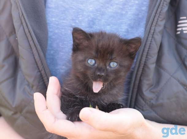 Котята в дар г.Минск, фотография 2