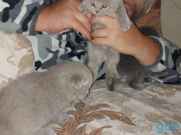 Шотландских котят, фотография 3