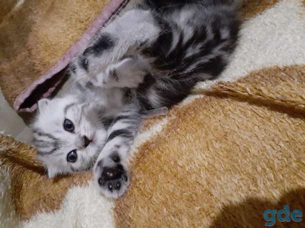 Шотландские котята, фотография 3