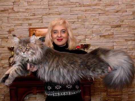 Котята Мейн-кун, фотография 1