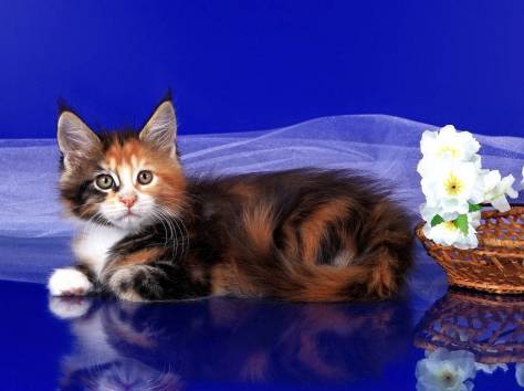 Котята Мейн-кун, фотография 3