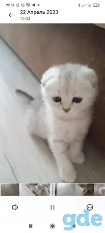Шотландские котята серебристая шиншилла, фотография 3