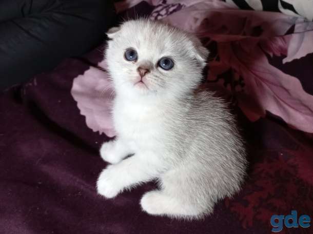Шотландцы котята, фотография 6