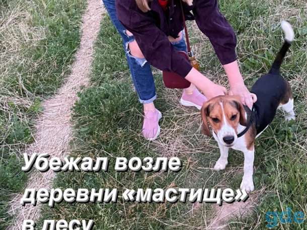 Ищем собаку бигль, фотография 3