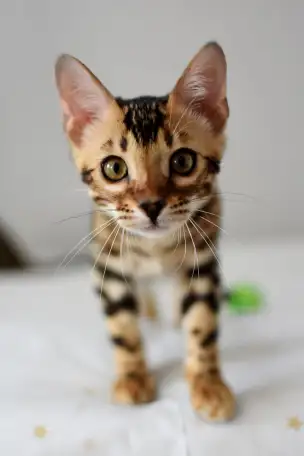 Лучшие бенгальские котята, фотография 1