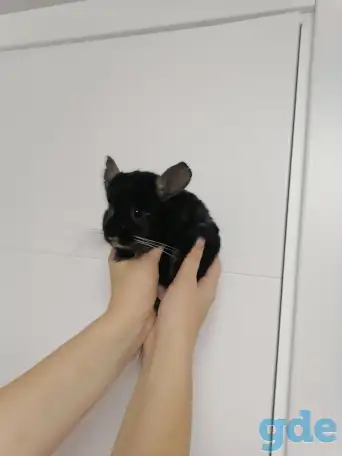 Шиншилла. Девочка., фотография 1