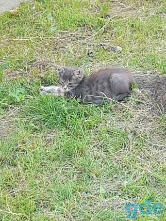 Котята ищут дом или передержку, фотография 3