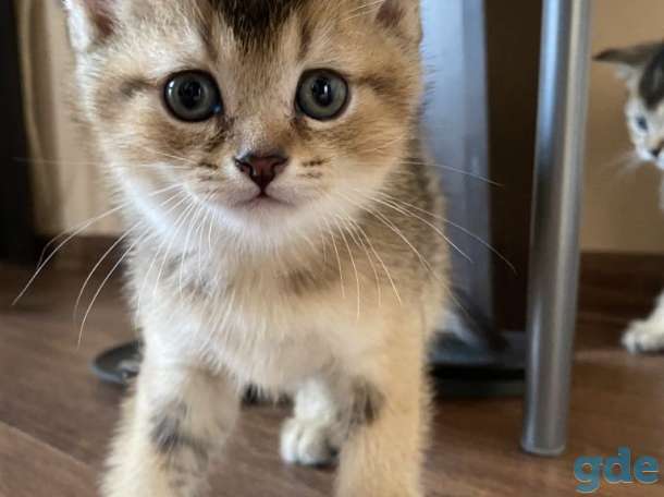 Шотландские котята, фотография 2