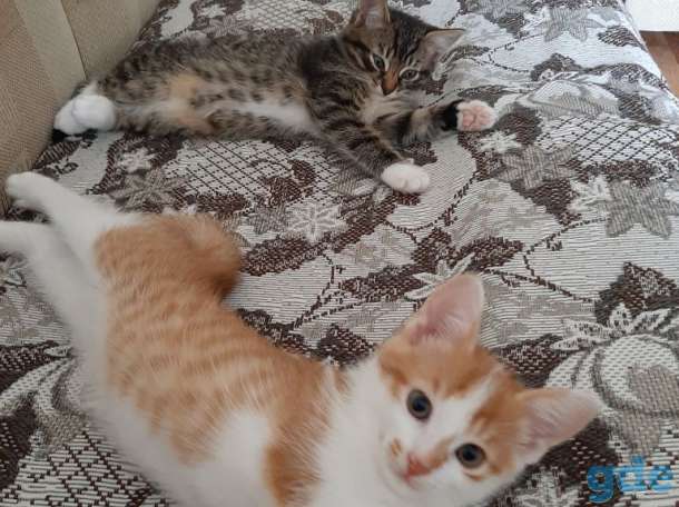 Котята в добрые руки, фотография 4
