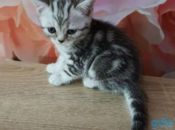 Шотландские котята, фотография 1