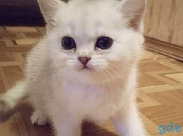 Котята серебристые шиншиллы, фотография 4