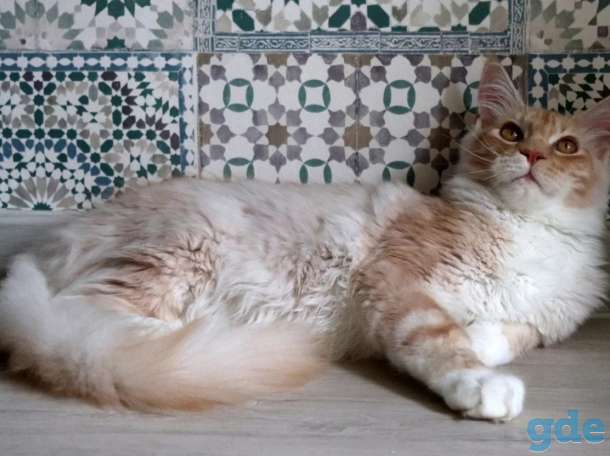 Мейн-кун котенок, фотография 5