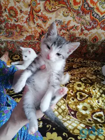 Приучены котенок(2месяца),мальчик. Отдадим в хорошие руки., фотография 2