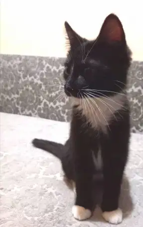 Котёнок ВАСИЛЕК ищет дом, фотография 4