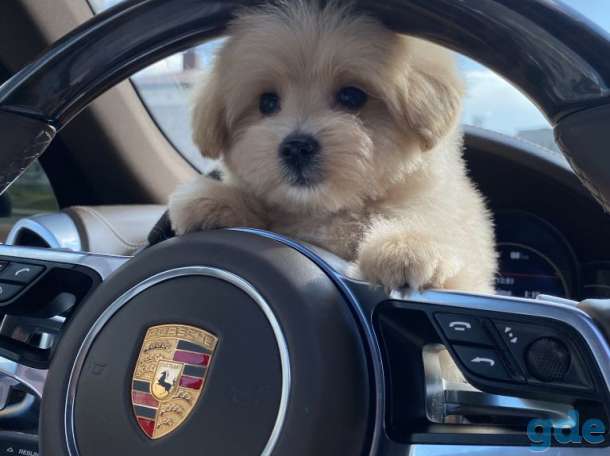 Продам элитных щенков мальтипу f1 мальчики/девочки, фотография 3