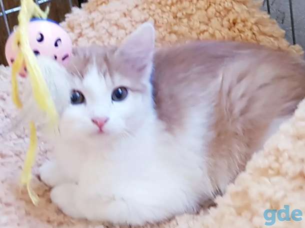 Котята бесплатно., фотография 1