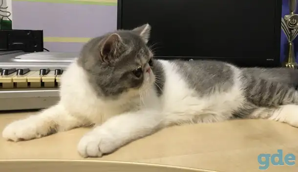 Экзотические короткошёрстные котята, фотография 6