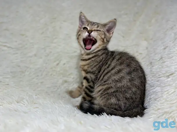 Шотландский прямоухий котик SFS 71 n24, straight, скоттиш страйт, фотография 1