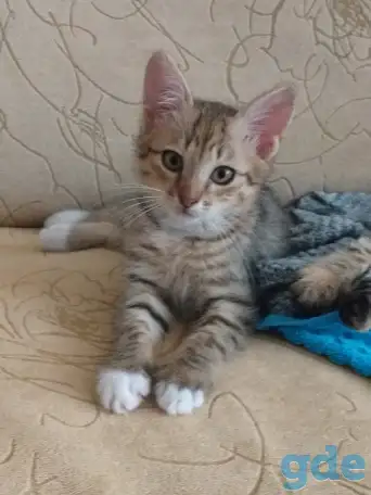 котята в дар, фотография 4