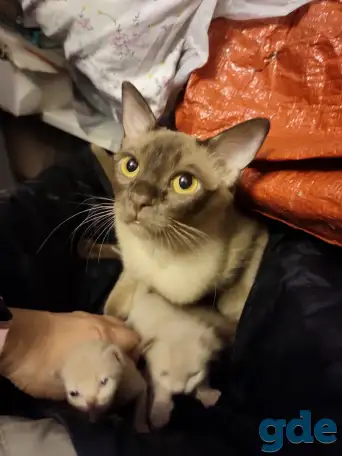Бурма котята, фотография 4
