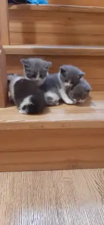 Отдам котят в хорошие руки, фотография 8