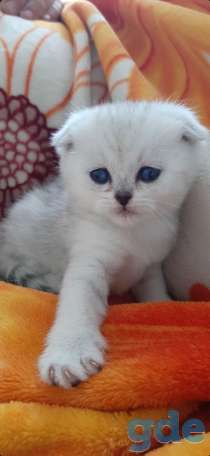 Котята, фотография 5