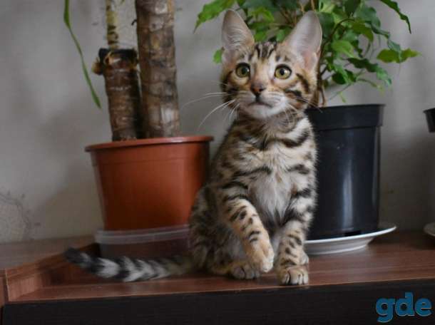 Бенгальский Бенгальские котята, фотография 11