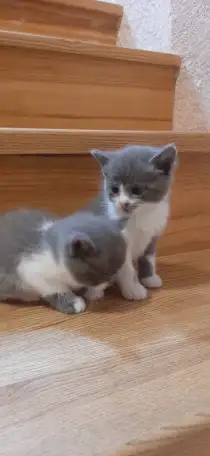 Отдам котят в хорошие руки, фотография 1