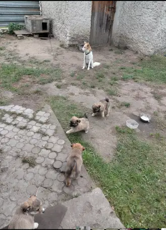 Щенки в дар!, фотография 1