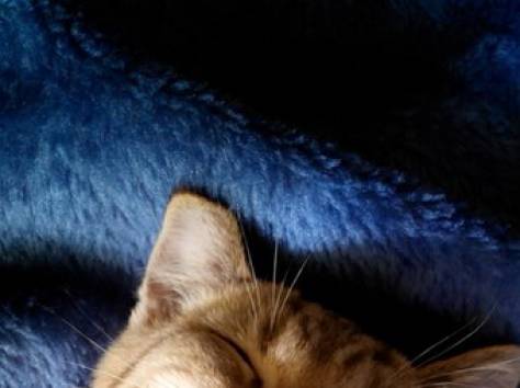 Британский котик, фотография 1