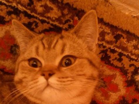 Британский котик, фотография 3