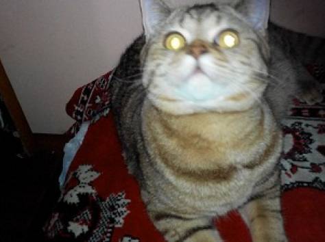 Британский котик, фотография 4