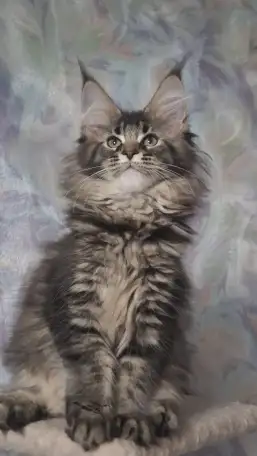 Котята Мейн-кун, фотография 2