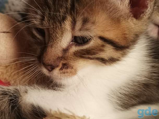 Котята в добрые руки, фотография 4