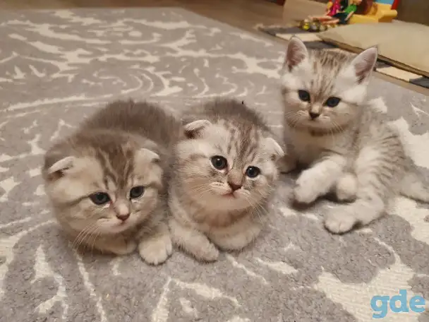 Котята, фотография 3