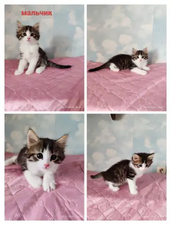 Котятки в хорошие руки, фотография 5