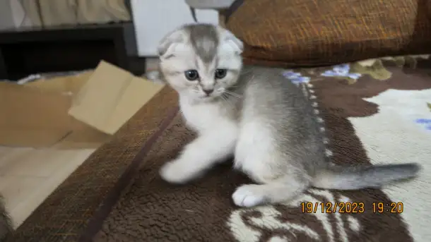 Шотландские котята, фотография 2