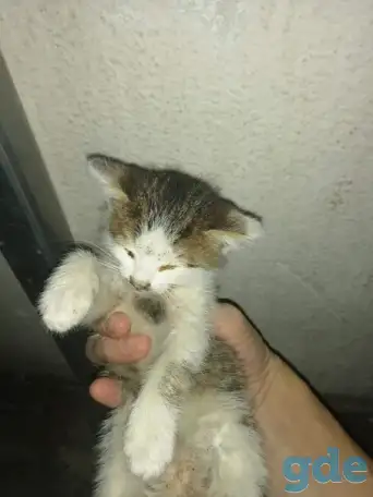 Котенок ищет дом срочно помогите, фотография 2