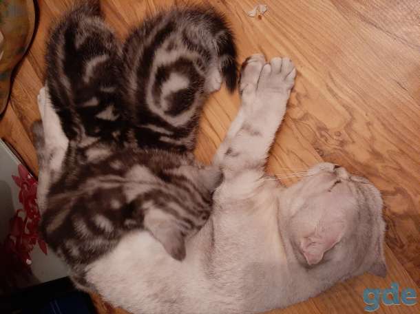 Шотландские котята, фотография 4