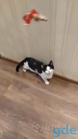 Раздам котят бесплатно, фотография 1