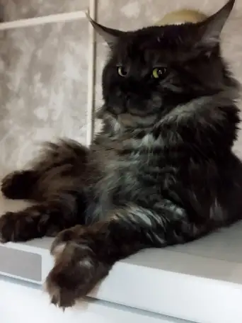 Котята, фотография 6