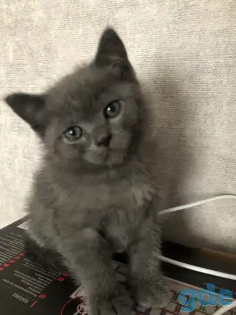 Продам шотландских котят, фотография 6