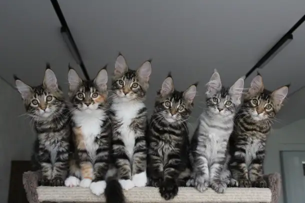 Котята мейн кун!, фотография 1