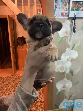 Французский бульдог, фотография 1