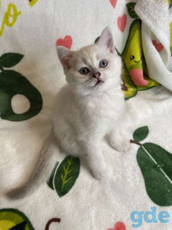Шотландские котята, фотография 1
