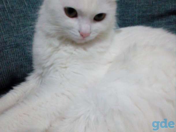 Терецкая ангора-последняя в помете, фотография 2